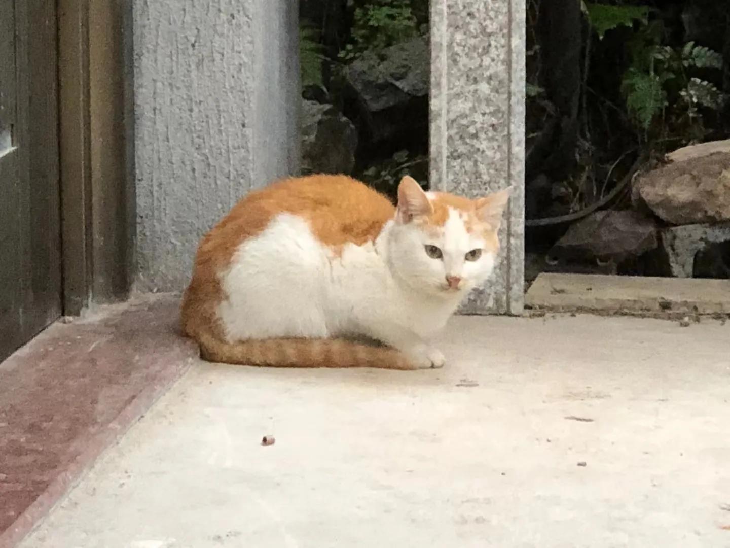 为什么要鼓励领养代替购买,领养代替购买有什么意义