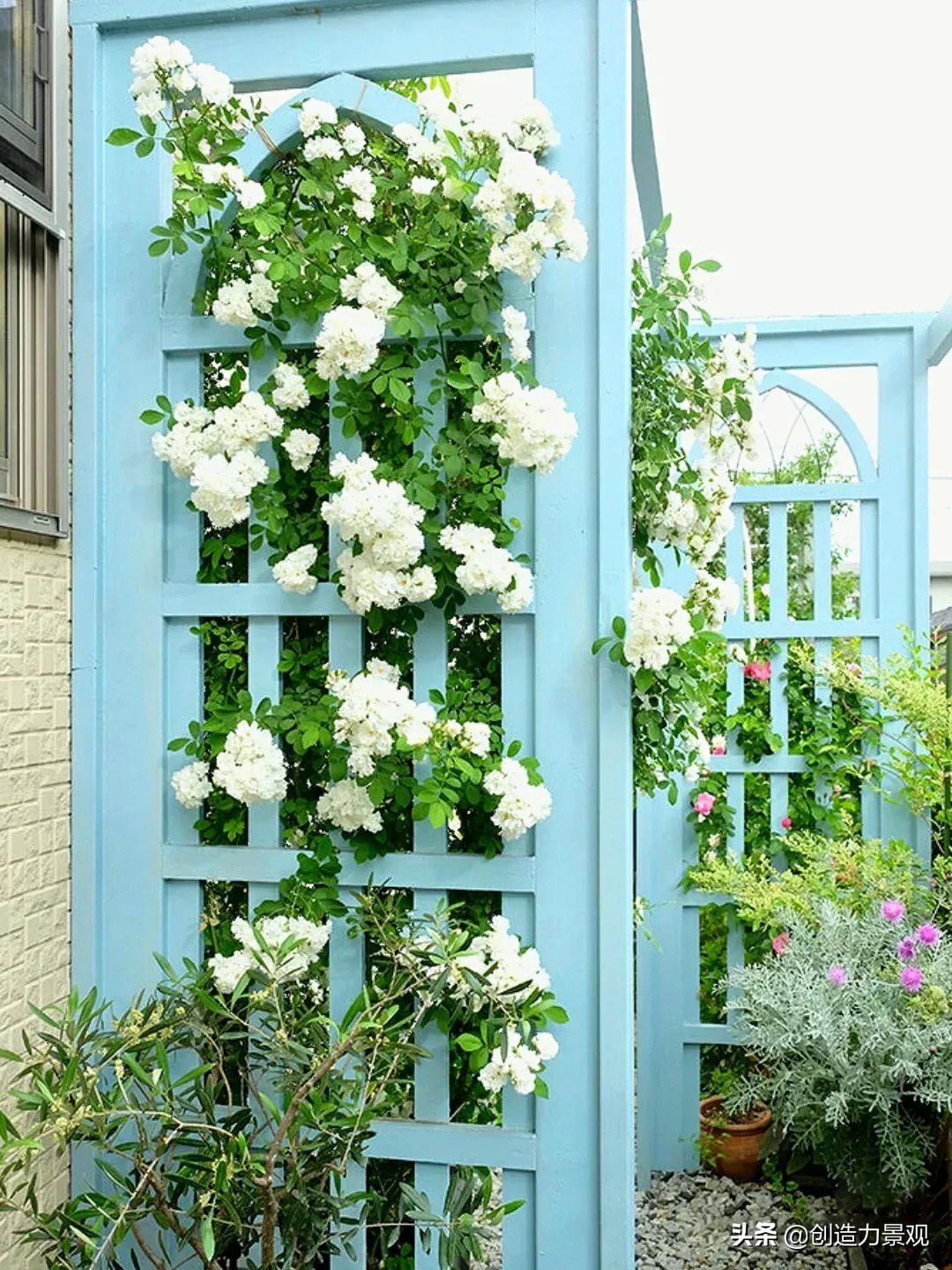 一花一草一世界原创花草,一花一草一世界赏花享受最好时光