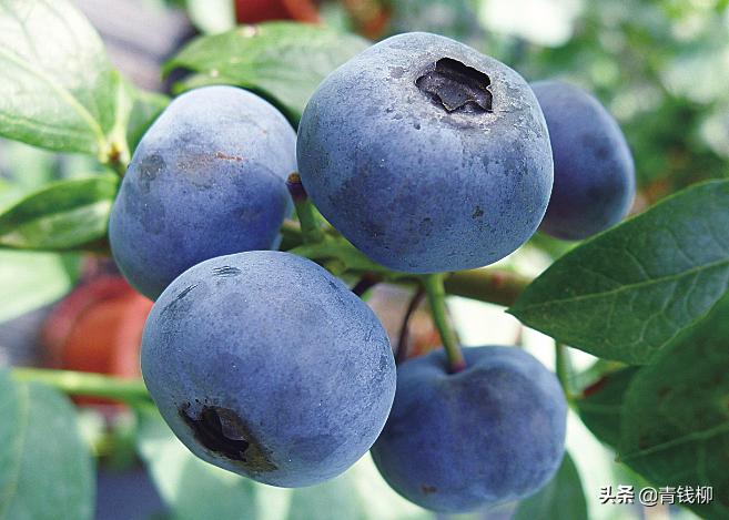 兔眼蓝莓和薄雾蓝莓能一起授粉么,兔眼绿宝石蓝莓陕西渭南能种植吗