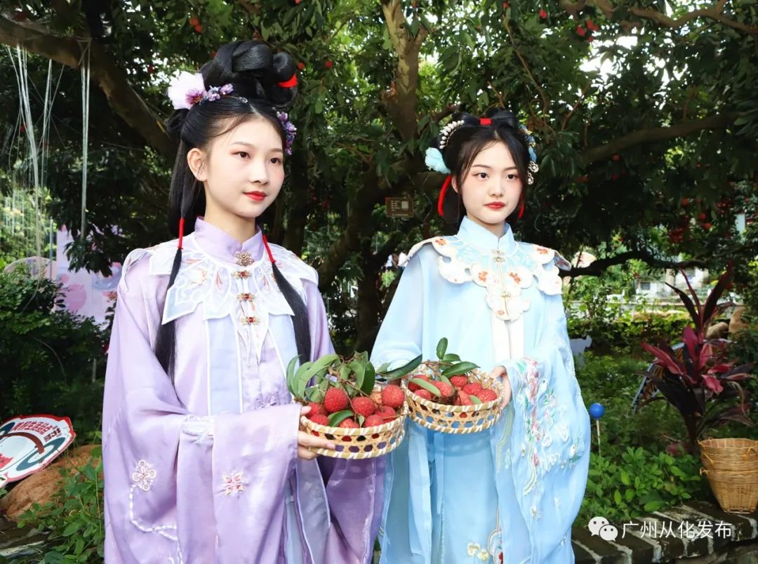 从化荔枝旅游节活动策划,关于广州增城荔枝节