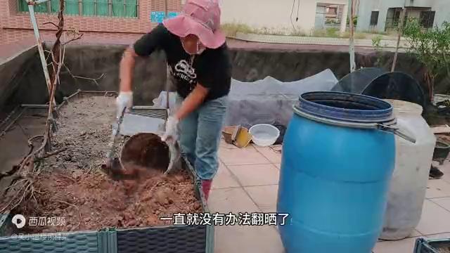 楼顶阳光房种菜怎么才没有虫子,楼顶种菜防虫子