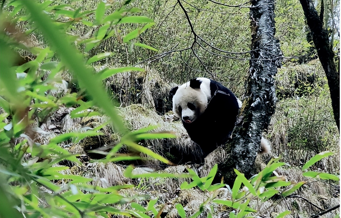 缅怀一代宗师陆锦川,缅怀胡悦文章