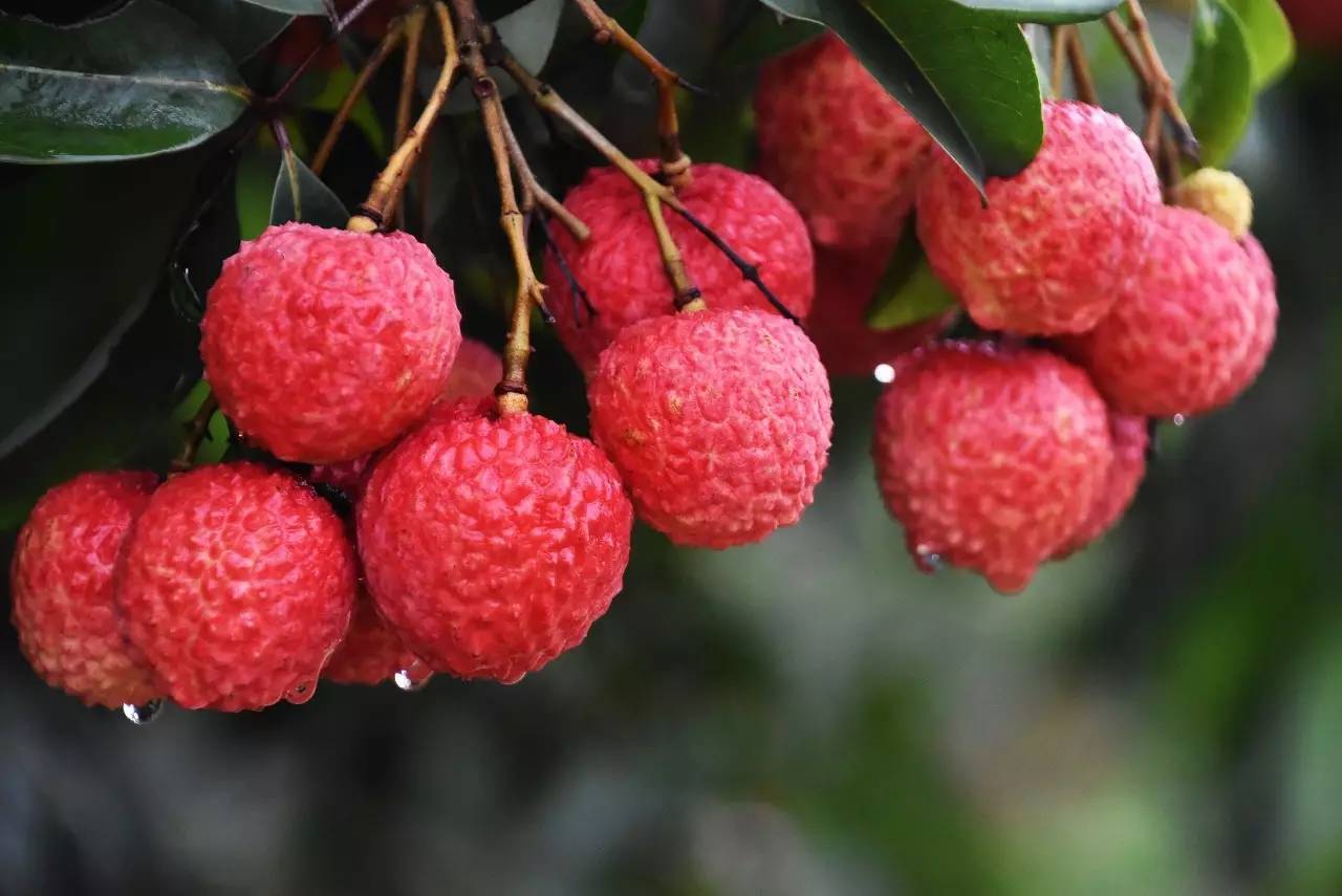 荔枝的诗句古诗大全,咏荔枝诗句大全