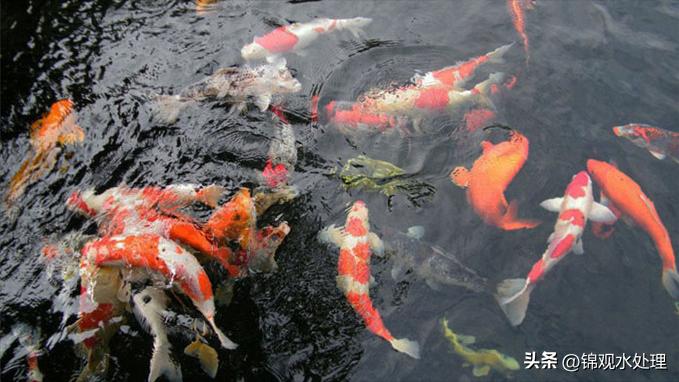锦鲤鱼入缸三天水变浑,养锦鲤的水老是浑怎么回事