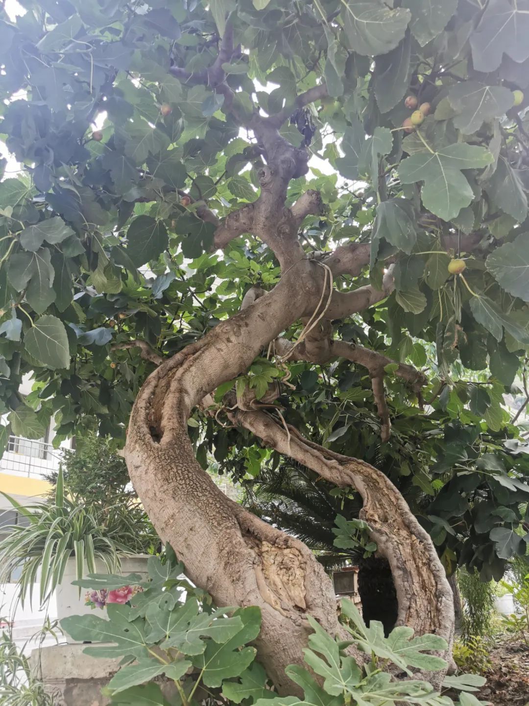 一棵无花果,守护一颗荔枝