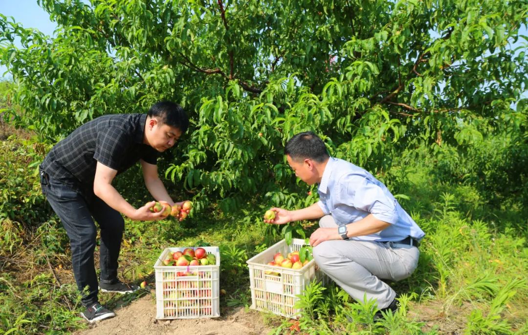 中国电商助农消费扶贫,中国电商精准扶贫助农项目