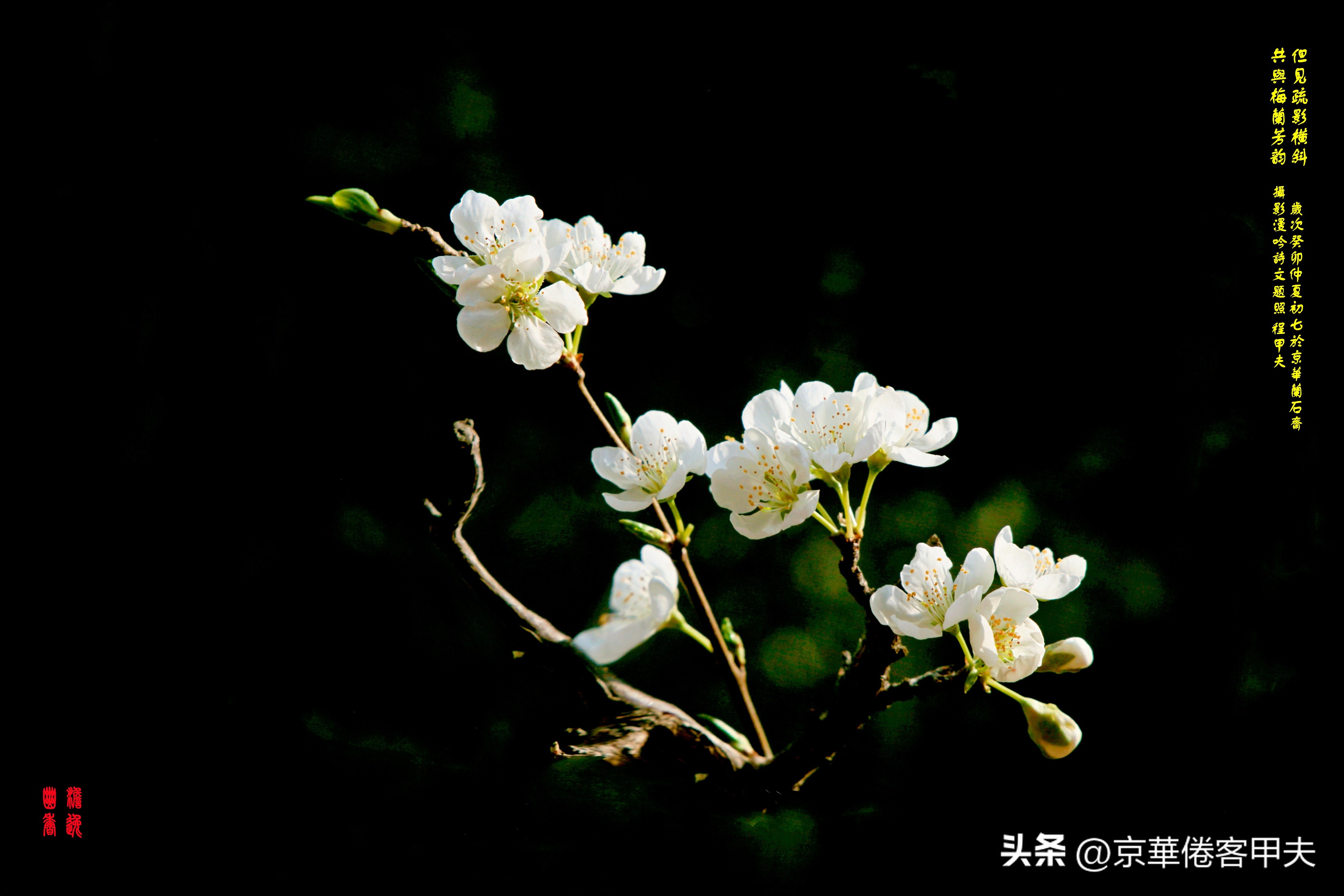 鐢插か鍘熷垱浣滃搧娆ｈ祻,鐢插か鍘熷垱