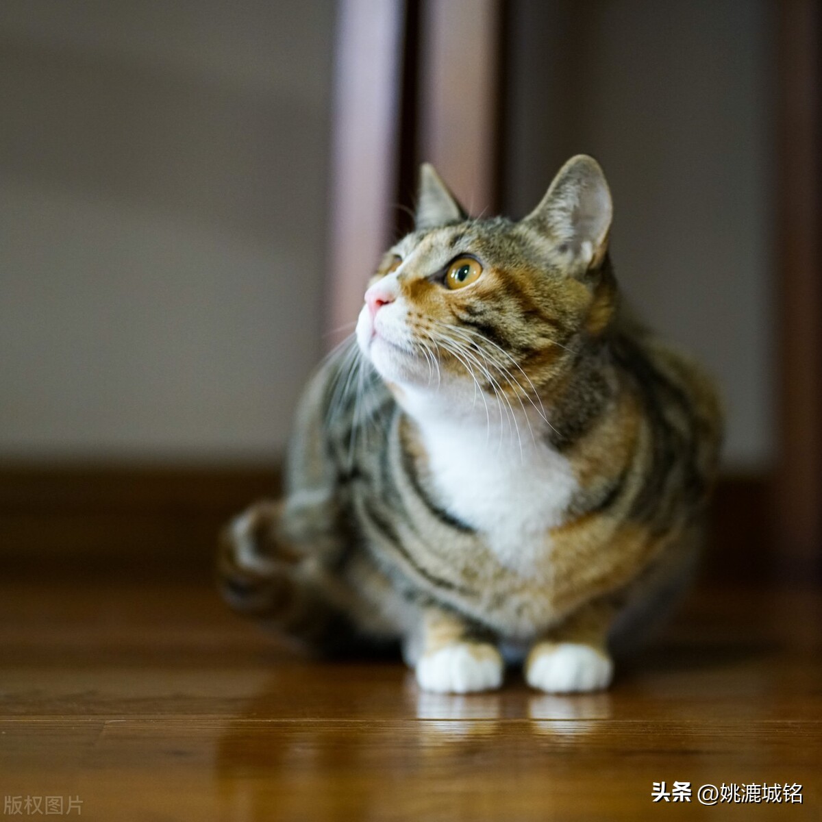 猫的肛门腺怎样治疗,猫的肛门治疗