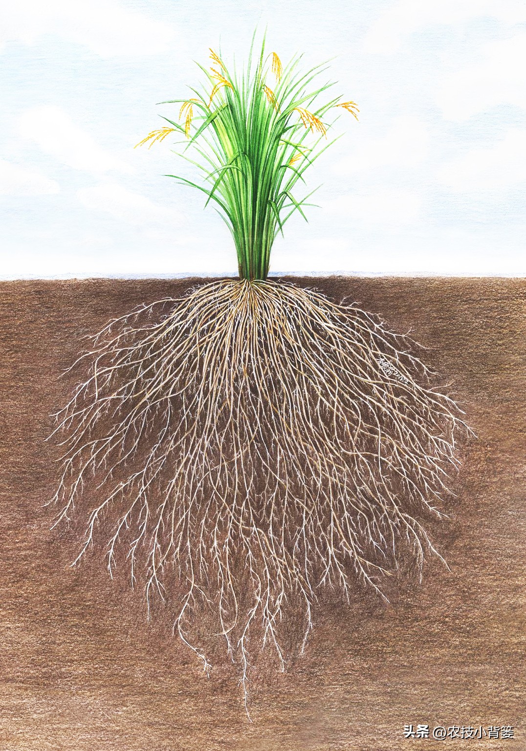 植物根损坏了还能生长吗,植物根伤了怎么治