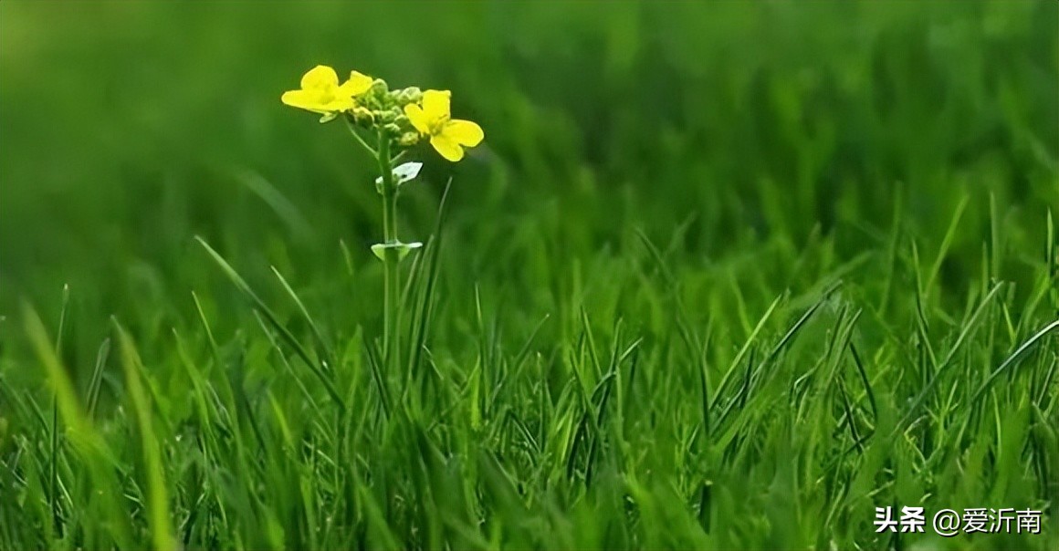 描写春天的古诗四句,小众且惊艳的古诗词描写春天