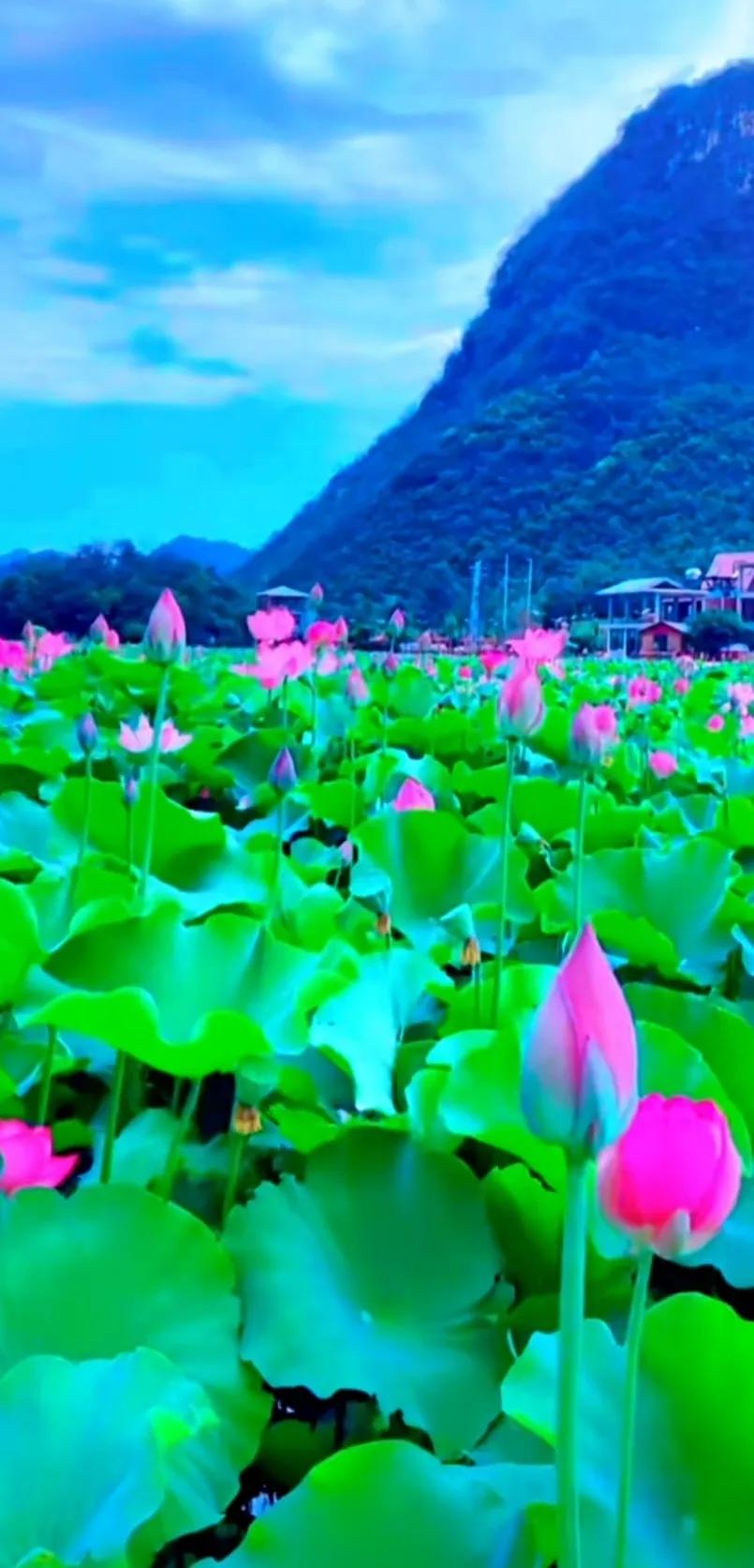 夏至荷花荷叶图片,夏至时节荷花正美图片