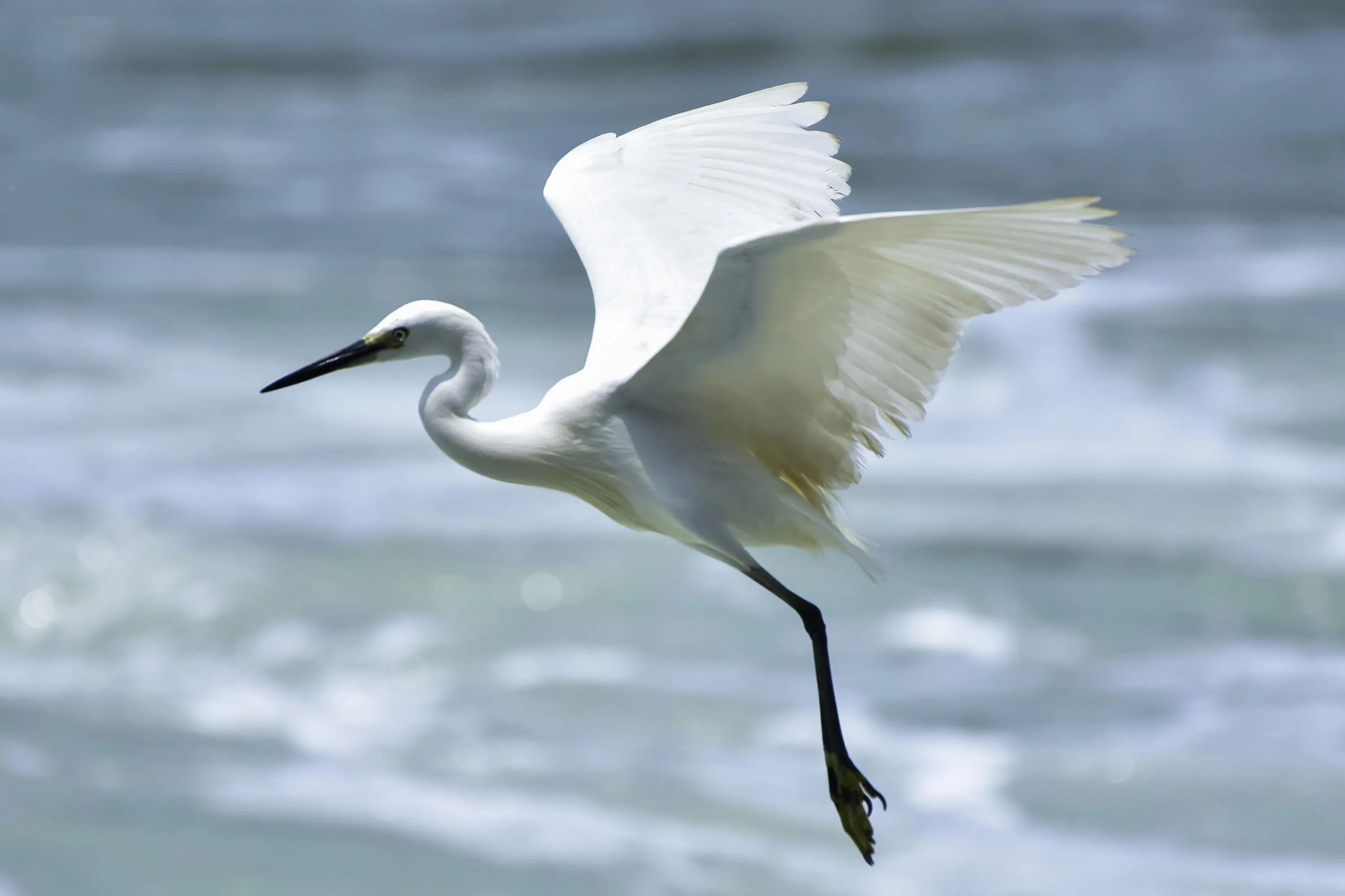 散文白鹭,描写孤独的白鹭诗句