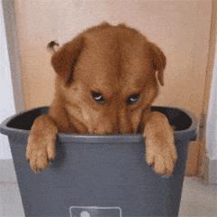 适合家养温顺的狗,什么狗狗最温顺听话好养