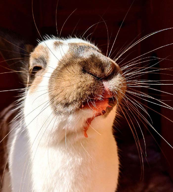 兔兔超可爱的真人照片,兔兔超可爱露脸照片