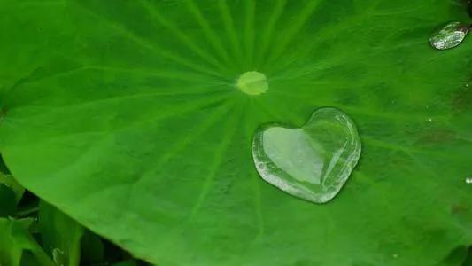 濯清涟而不妖的清的意思,濯清涟而不妖的濯字是什么意思