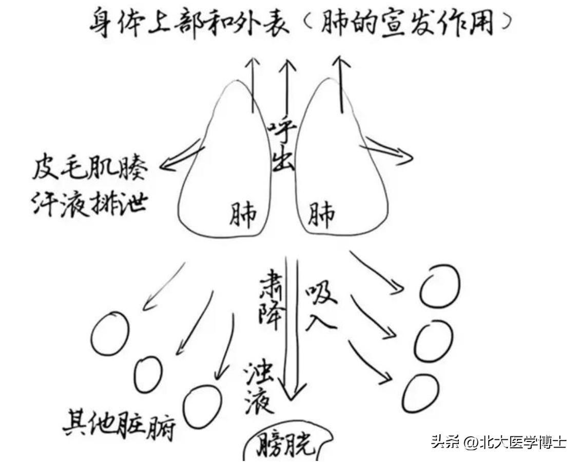 清阳不升经方治疗,肾结石中医排石治疗方案