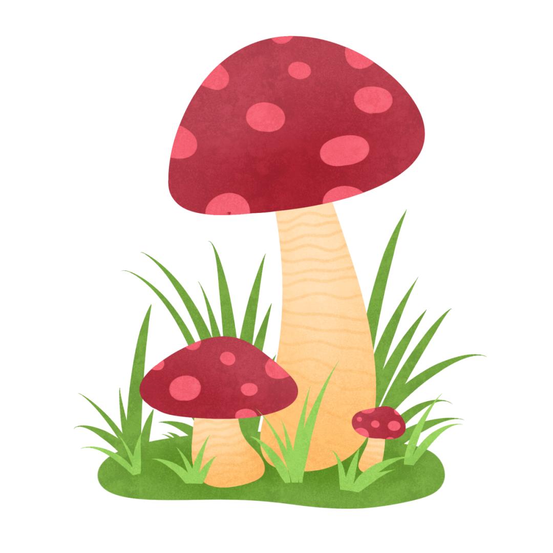 预防野生菌野果中毒,如何安全食用野生菌