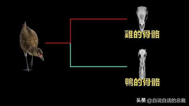 鸭：一鸭战四虎？弹射胜航母？鸭子的真相，也许超乎你的想象