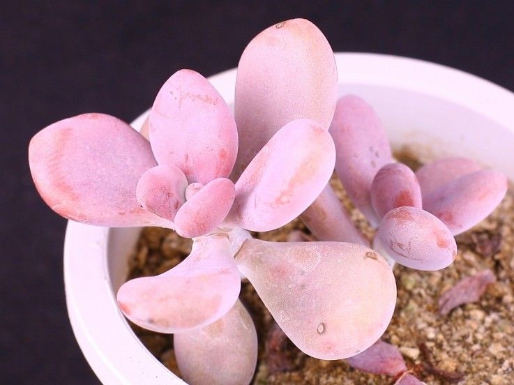 桃蛋叶片又瘪又长怎么办,桃蛋爱掉叶子怎么回事