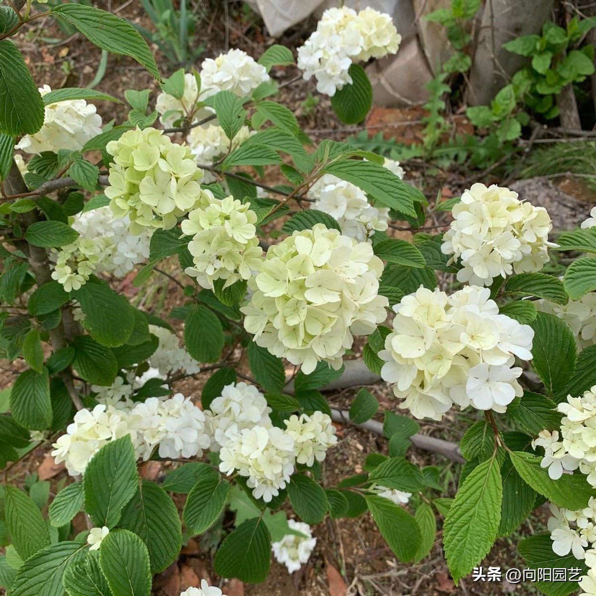 木绣球叶片,木绣球看叶子识别品种