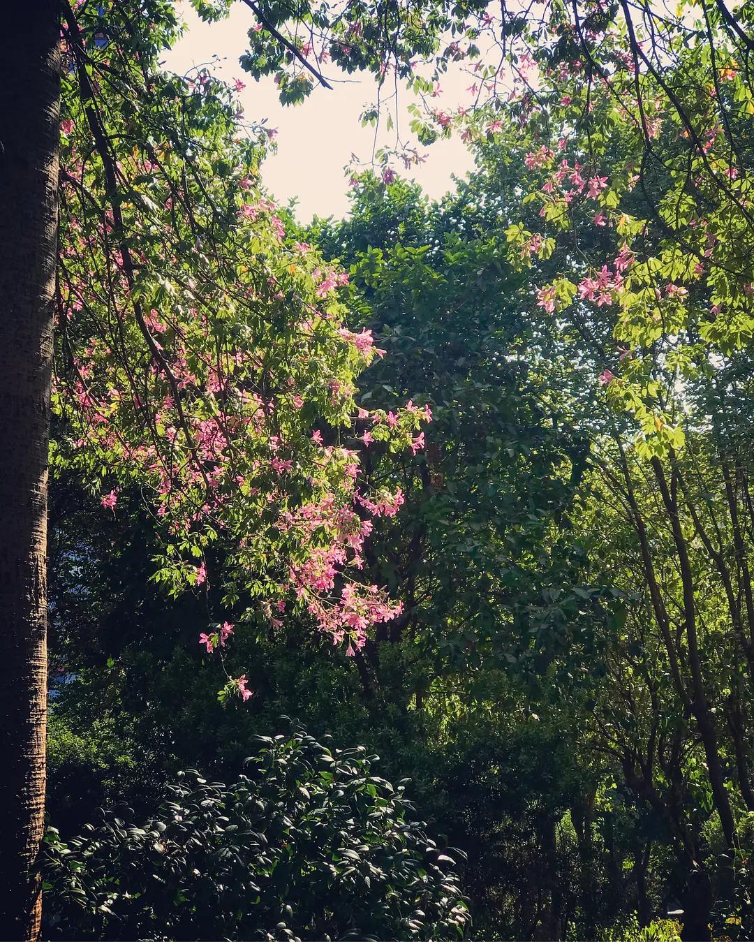 柳州最多配菜的螺蛳粉,柳州好吃又比较清淡的粉