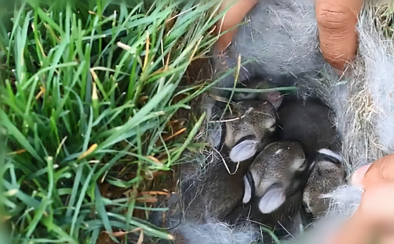 150只野兔被抓,3只野兔被抓