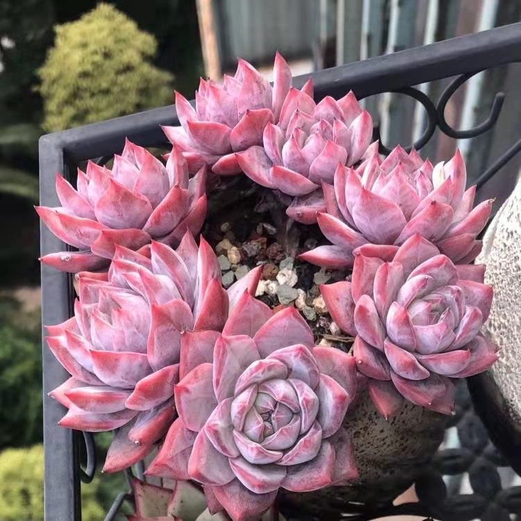 南方最好养的多肉法师品种,适合南方养的多肉有哪些