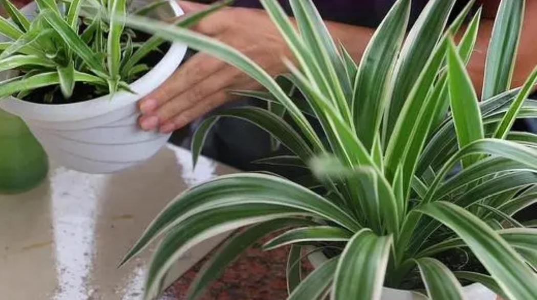 冬季养花别瞎养,冬季养花浇水的最佳时间