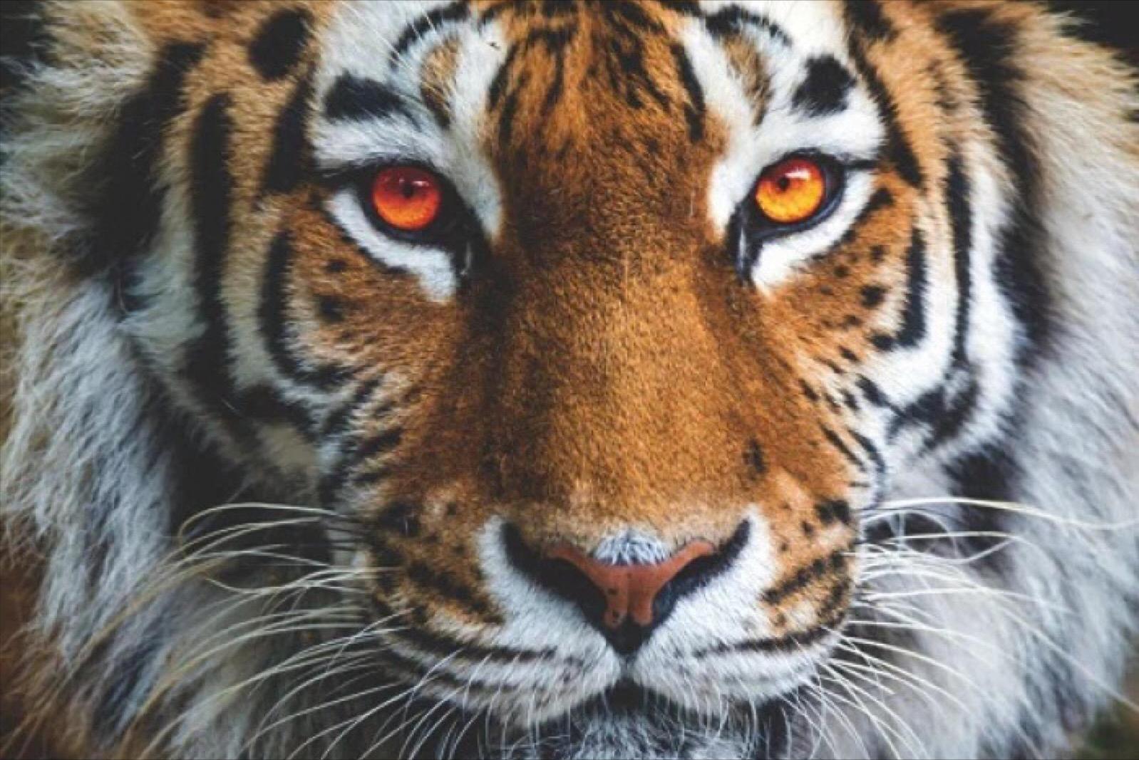 喝老虎酒有什么功效,老虎的骨头对人体有害吗