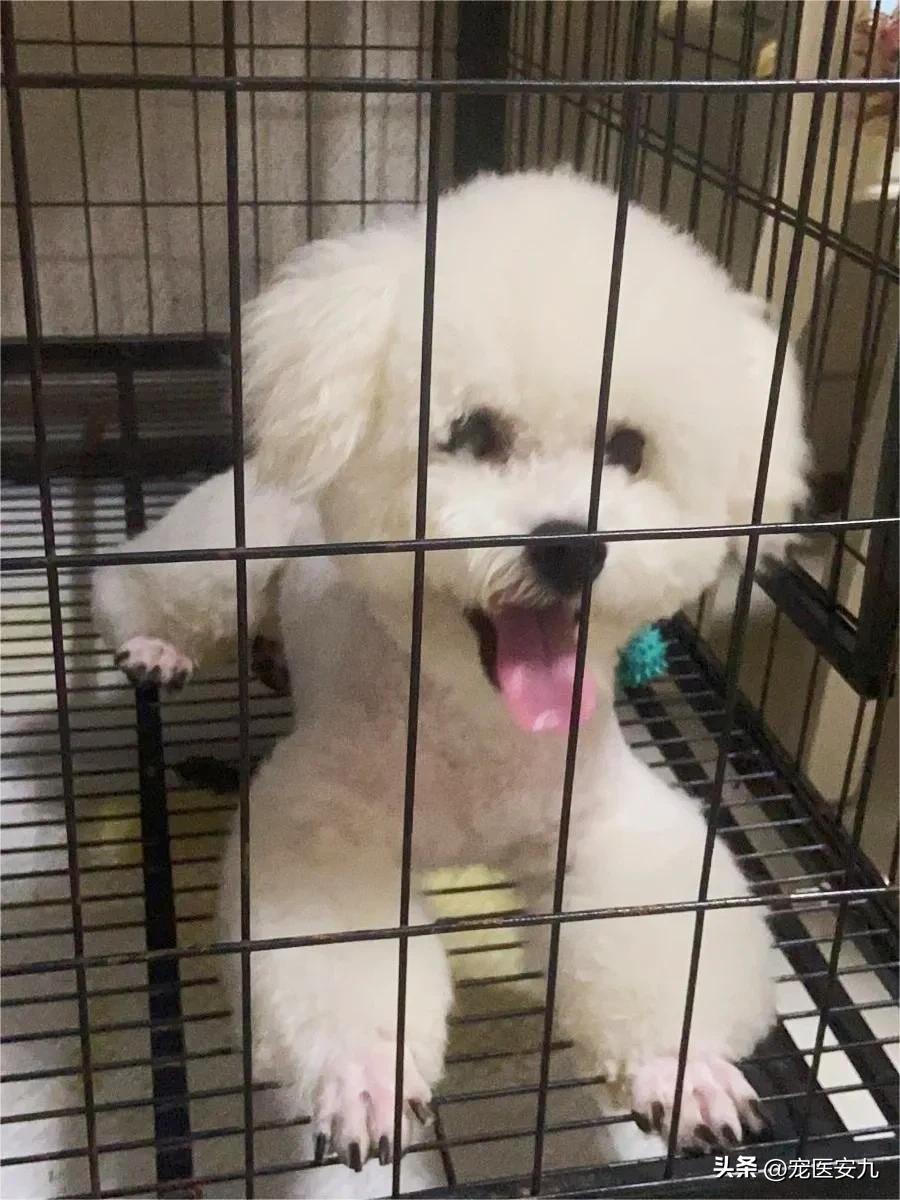 狗得了癫痫很严重能活多久,狗癫痫后走路转圈能恢复好吗