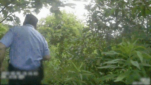 杭州绿化带,浙江杭州500万的绿化带