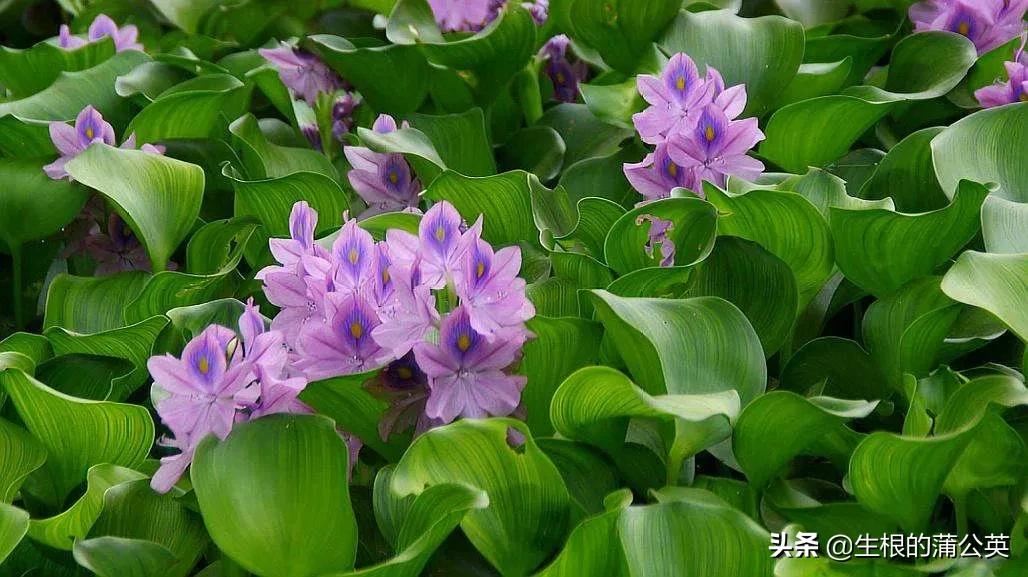 水生花卉栽培方法和技术,十种常见水生花卉