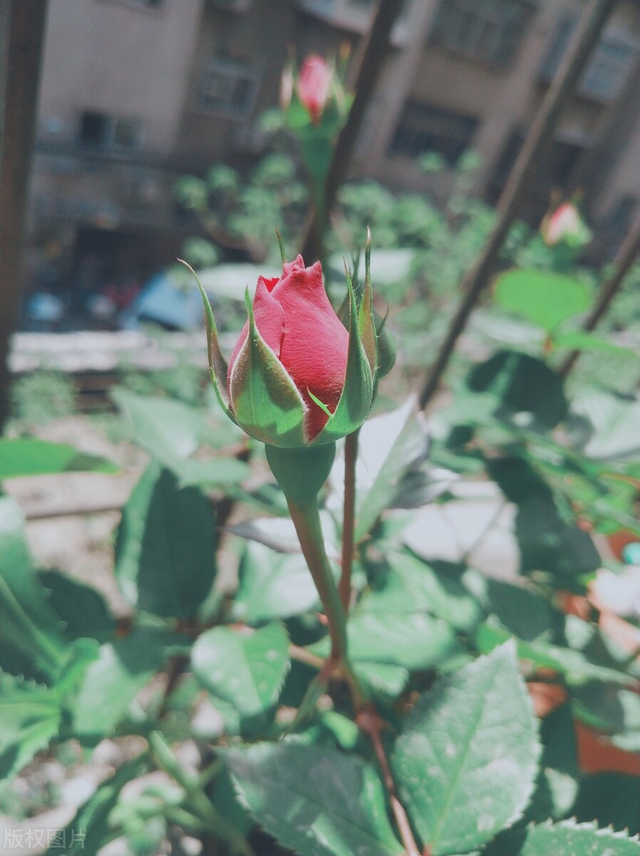 云南玉龙雪山有什么历史,云南玉龙雪山简介