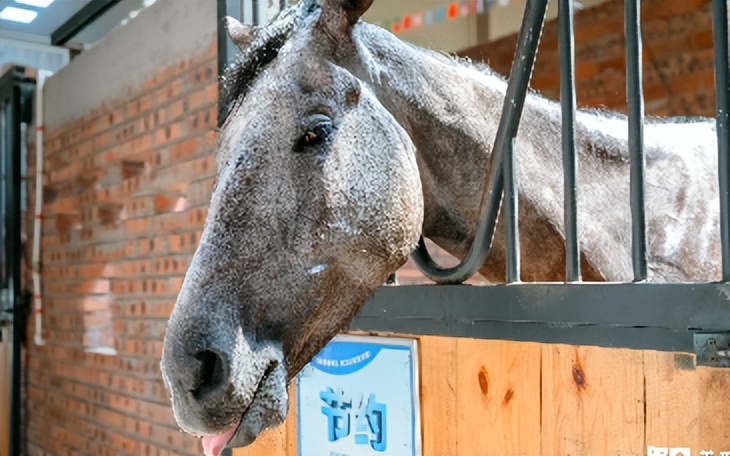 马儿和人互动安全视频,马儿玩耍注意事项