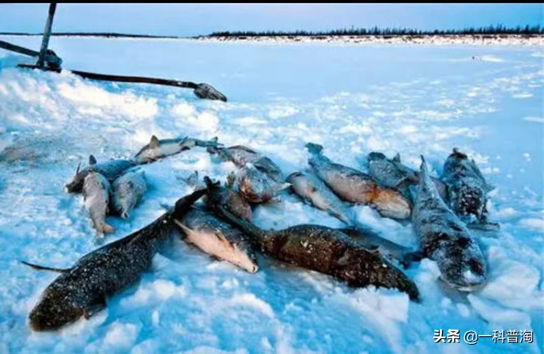 世界极寒奥伊米亚康最低气温,270去俄罗斯的奥伊米亚康极寒之地