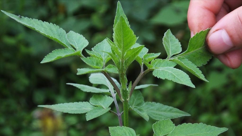 路边常见的这种野草,旱地里生长的这种带刺野草