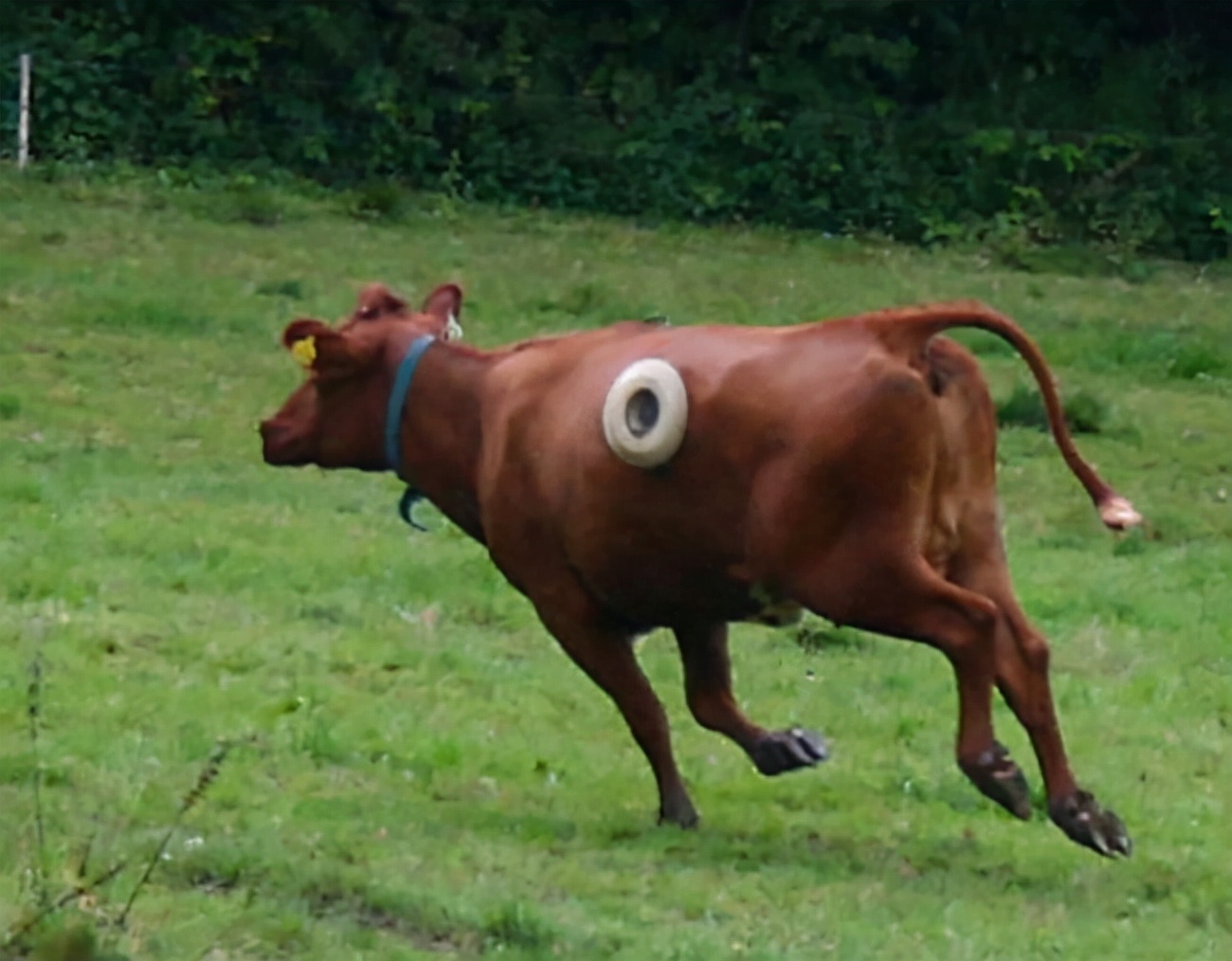 美国养殖牛为什么在牛身上开个洞,美国人养牛在牛肚子里开个大洞