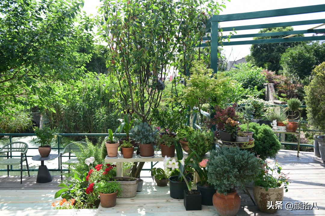 几乎没有存在感的七里香，到底是怎样的？|园丁