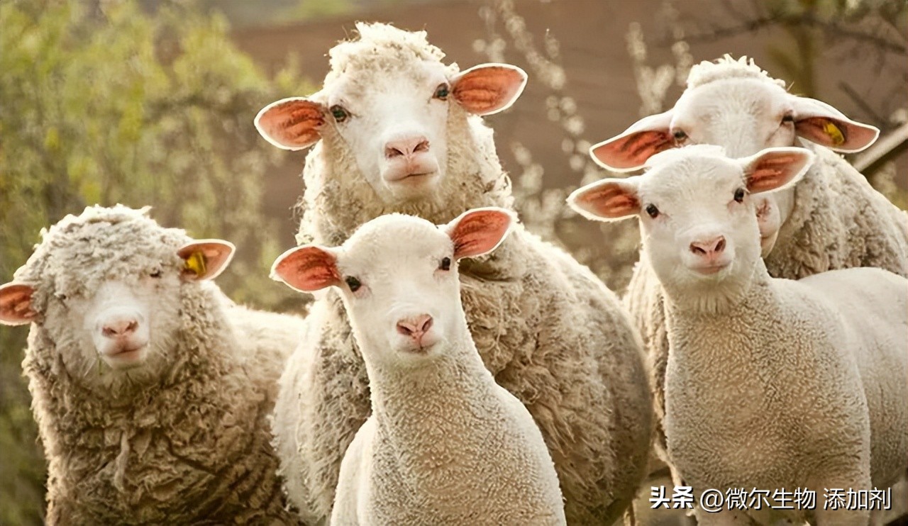 羊破伤风最佳防治方法,羊得破伤风症状表现有哪些