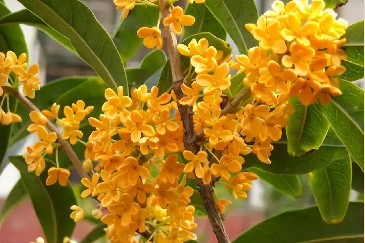 中国十大名花排行榜及图片,中国十大名花明细