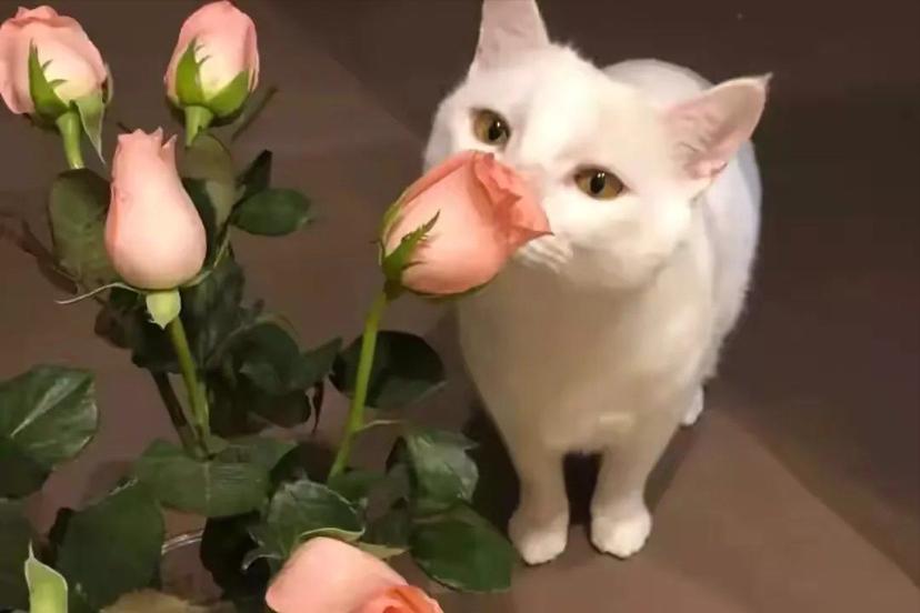 龟仙的故事,龟仙会看什么