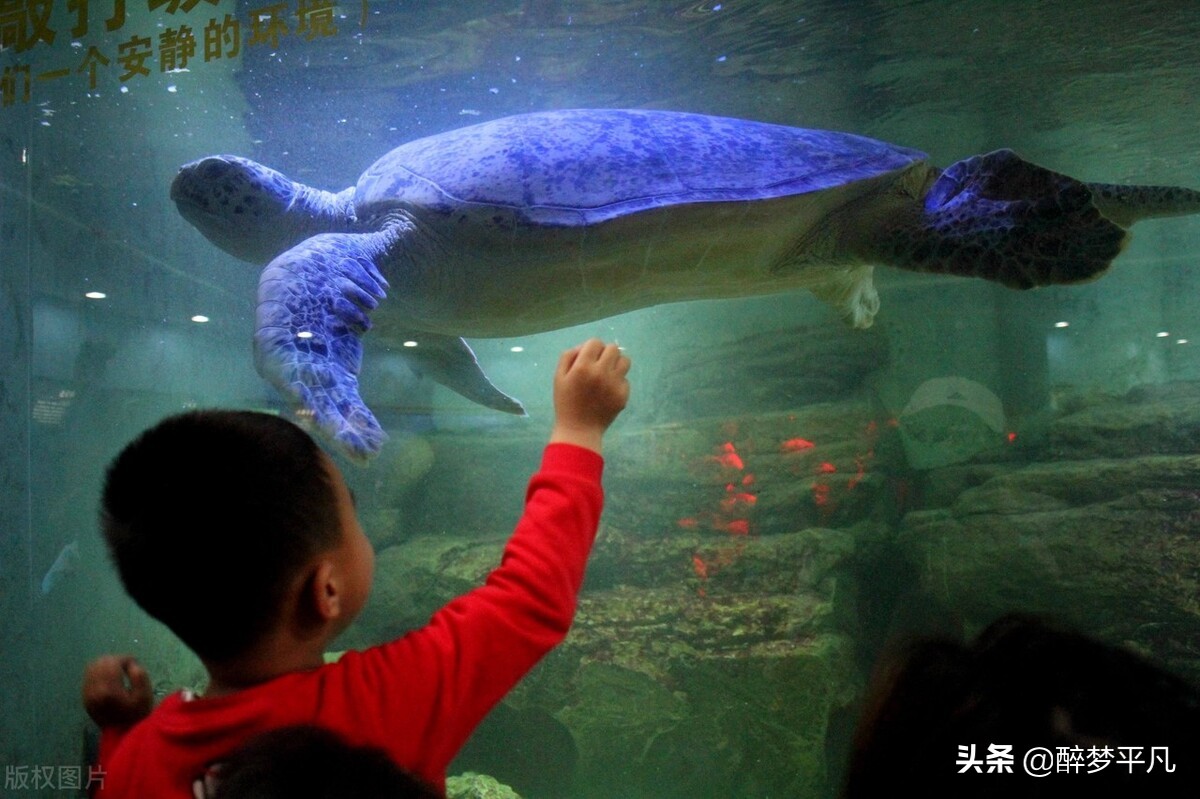 上海野生动物园70岁老人免票吗,上海野生动物园门票预订app