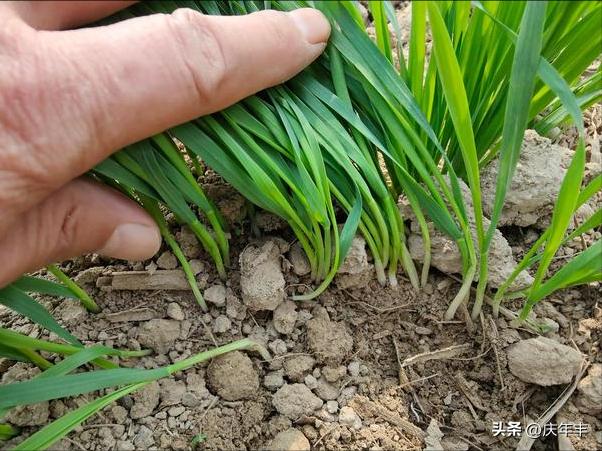 播种时覆土厚度一定要适宜为什么,播种时对土壤的要求