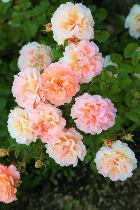 520适合发朋友圈的配图爱情,入目无别人四下皆是你英语