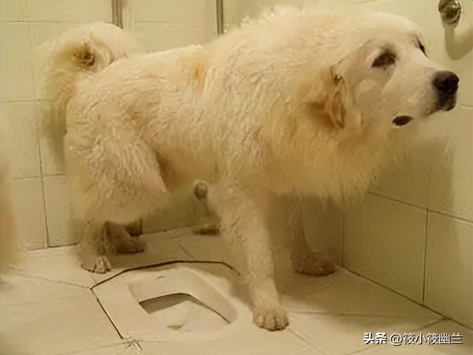 狗狗出了笼子就随地大小便,狗狗经常在屋里撒尿咋办