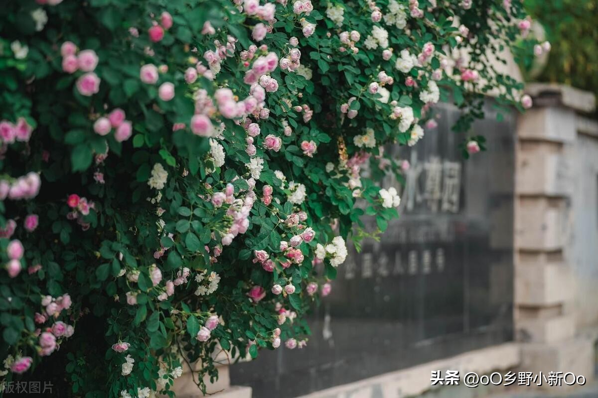 蔷薇花怎样才促使它开花又大又艳,蔷薇花种多少年有花开