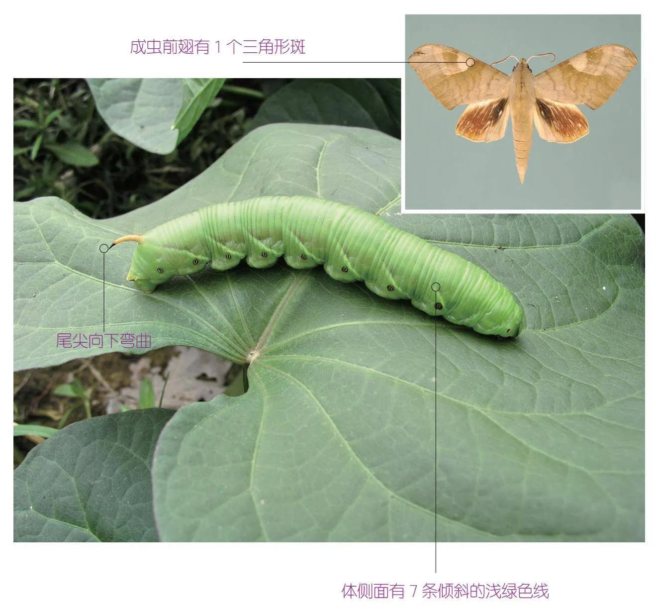 32种昆虫简介思维导图,32种食用植物