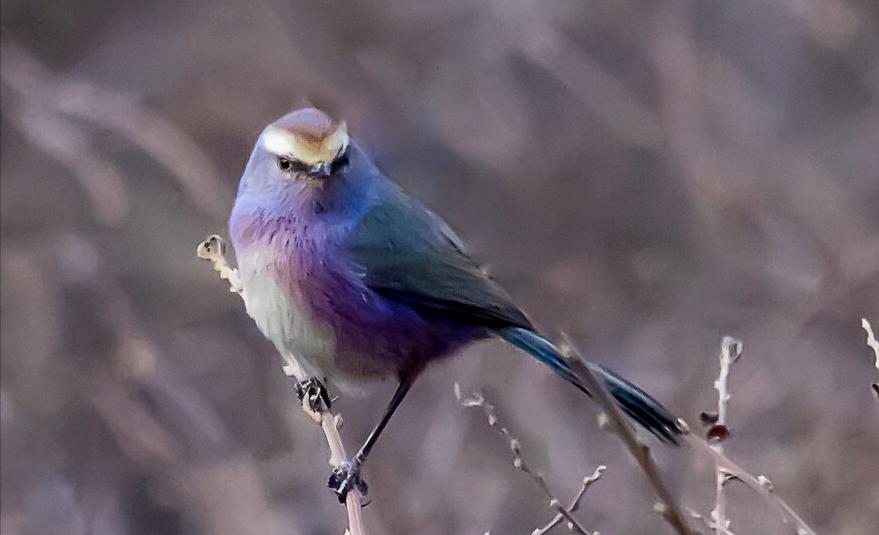 50张最佳鸟类摄影作品,鸟儿大全大图