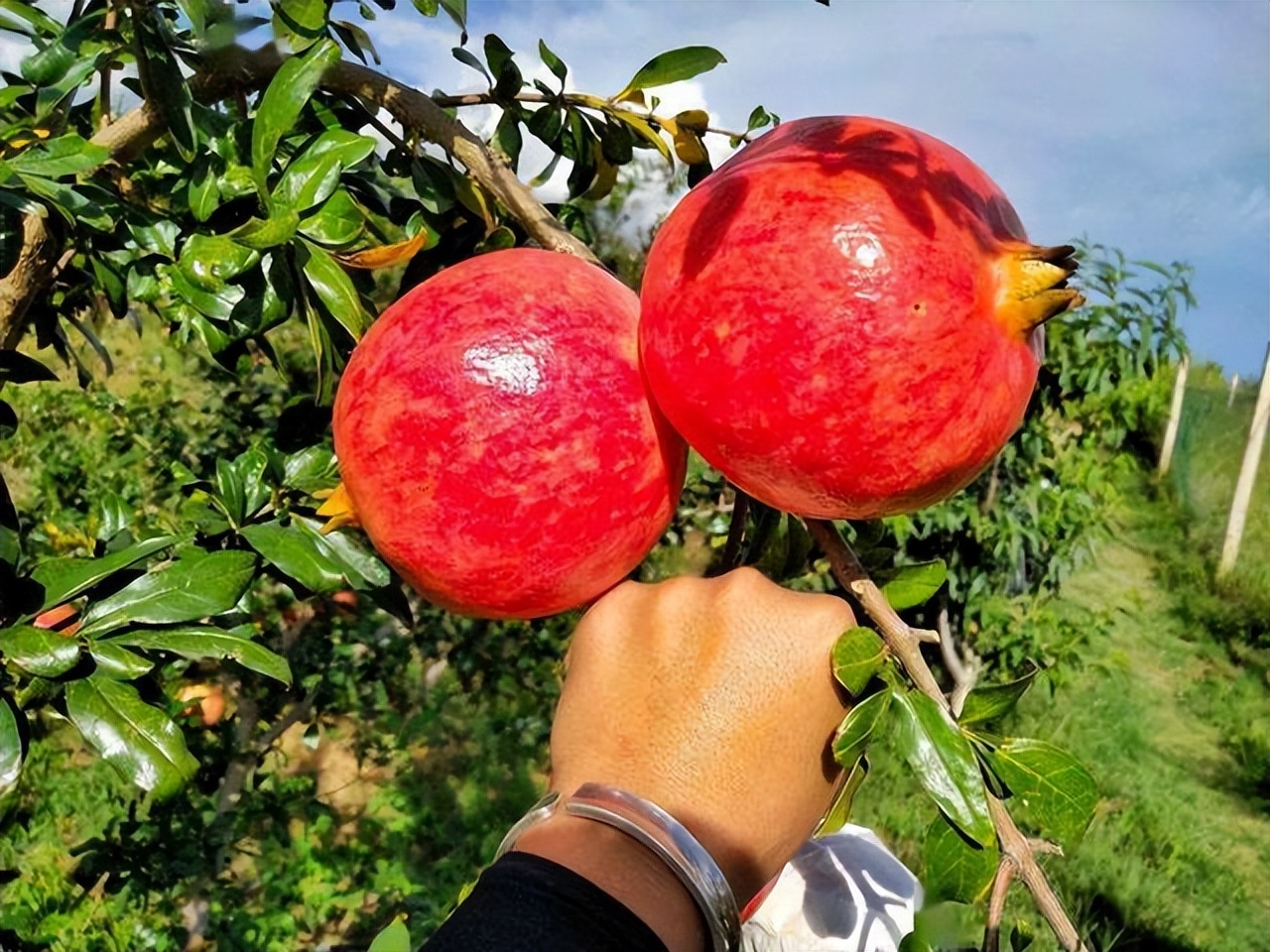 石榴突尼斯软籽石榴特点,石榴突尼斯