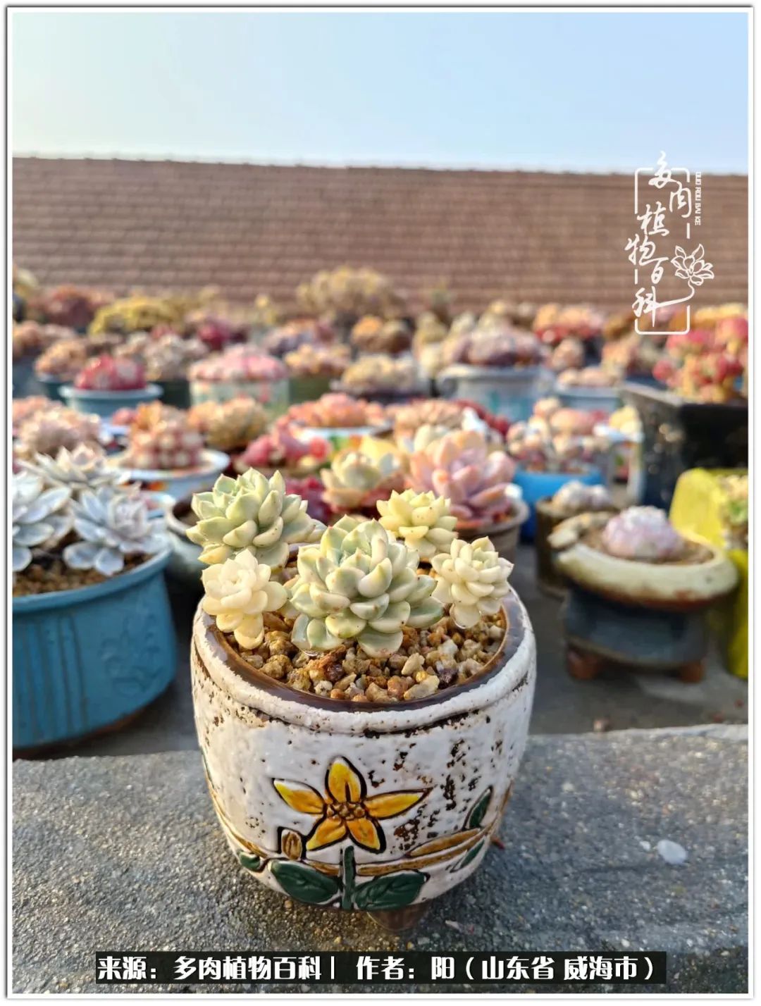 浜洪棿鐑熺伀鑷湁涓囧崈棰滆壊,浜洪棿鐑熺伀鐨嗘槸骞冲嚒棰滆壊